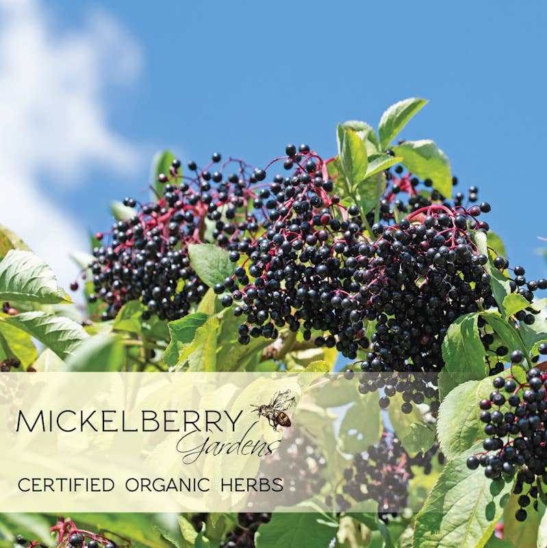 Elderberry Honey Tonic — immune support for kids and adults: 4oz